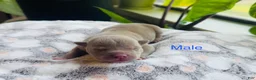 American Bully dogs for sale: American Bully 3 - Ad 1