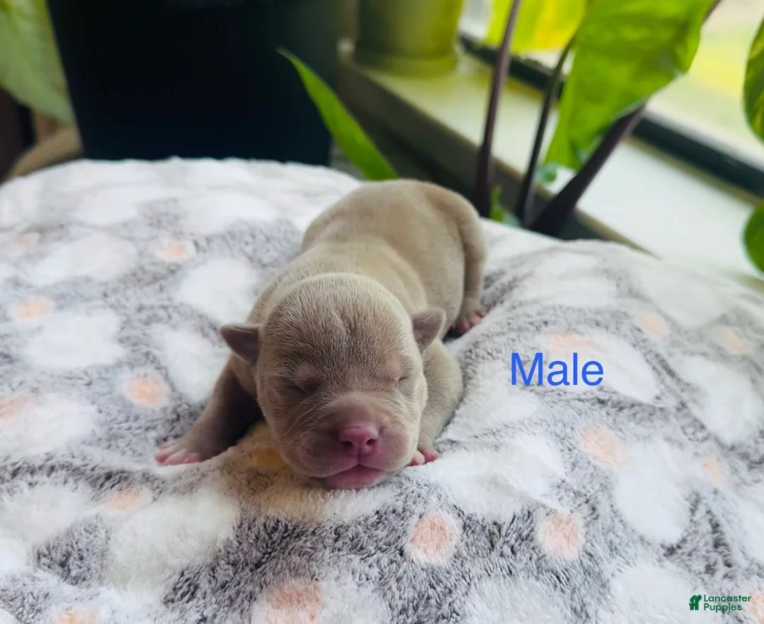 American Bully dogs for sale: American Bully 3 - Ad 1