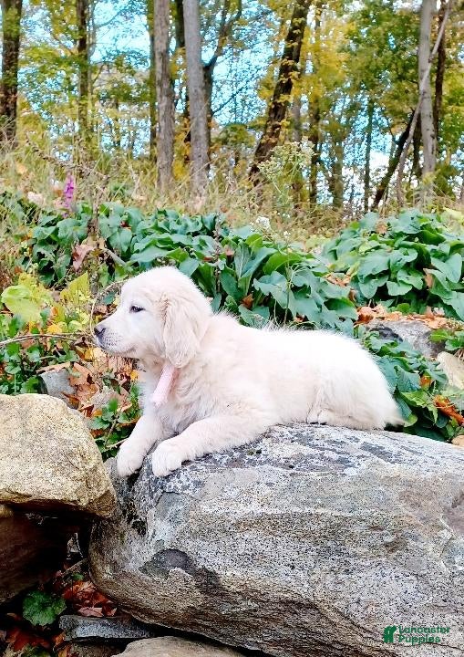 Golden Retriever dogs Golden Retriever 1 - Ad 4