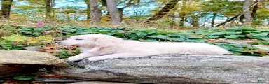 Golden Retriever 1