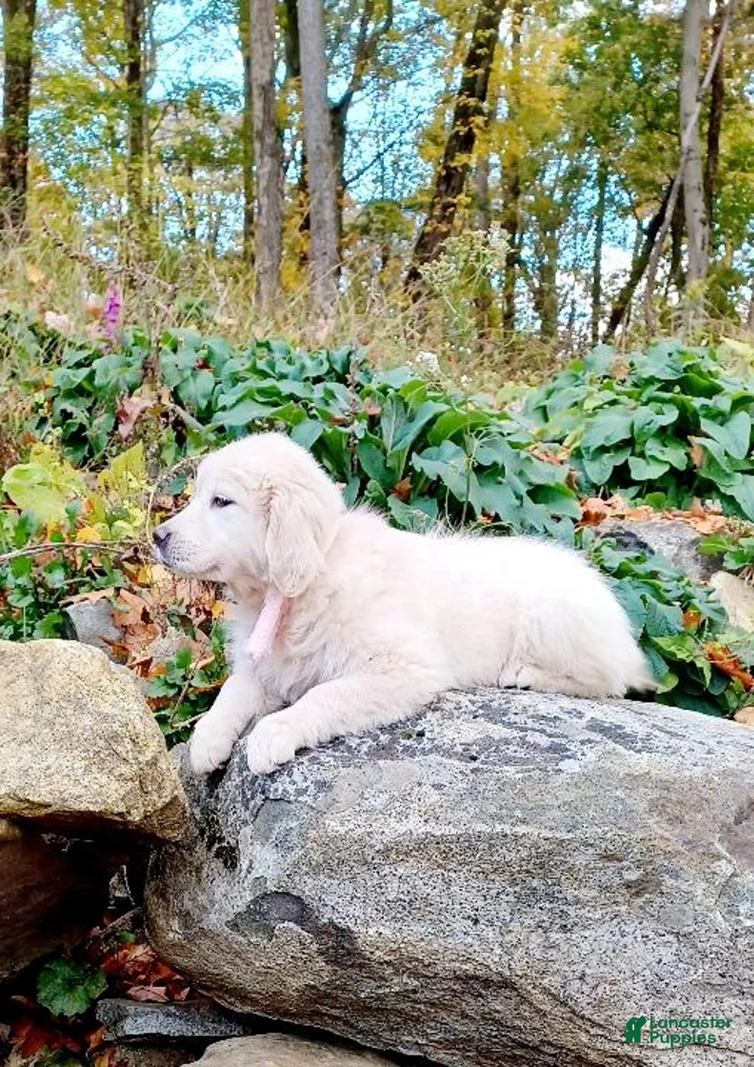 Golden Retriever dogs for sale: Golden Retriever 1 - Ad 1