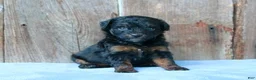 Aussiedoodle dogs for sale: Kendall - Ad 3