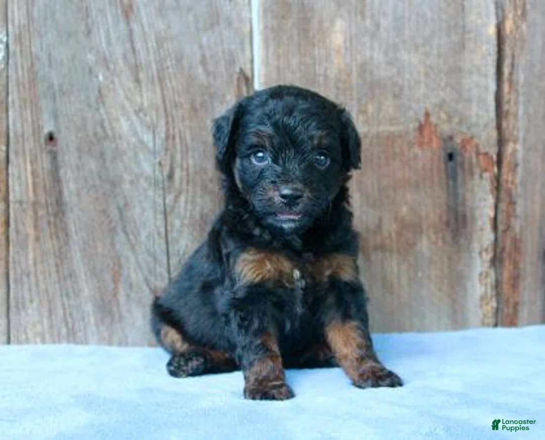 Aussiedoodle dogs for sale: Kendall - Ad 3