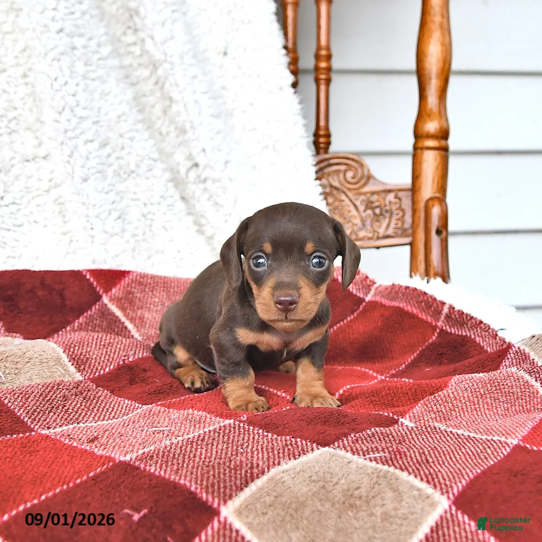Miniature Dachshund dogs for sale: Jasper - Ad 1