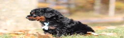 Miniature Poodle dogs for sale: Carson (AKC) - Ad 7