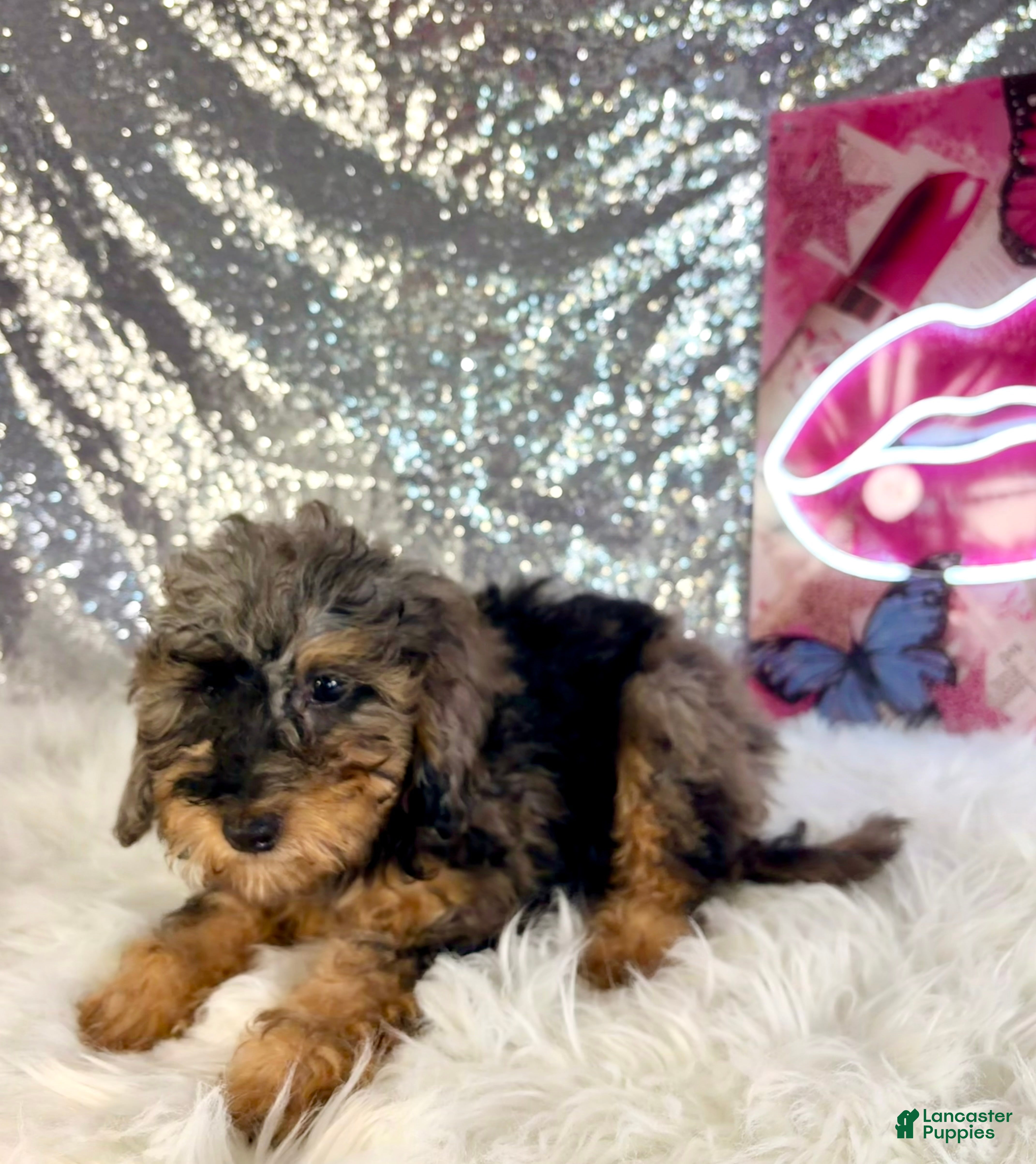 Bernedoodle dogs Whistles - Ad 29