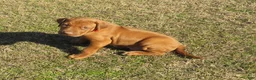 Rhodesian Ridgeback dogs for sale: Rhodesian Ridgeback Puppy 1 - Ad 3