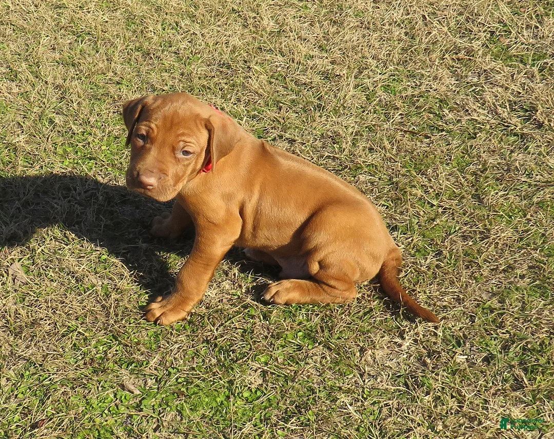 Rhodesian Ridgeback dogs for sale: Rhodesian Ridgeback Puppy 1 - Ad 3
