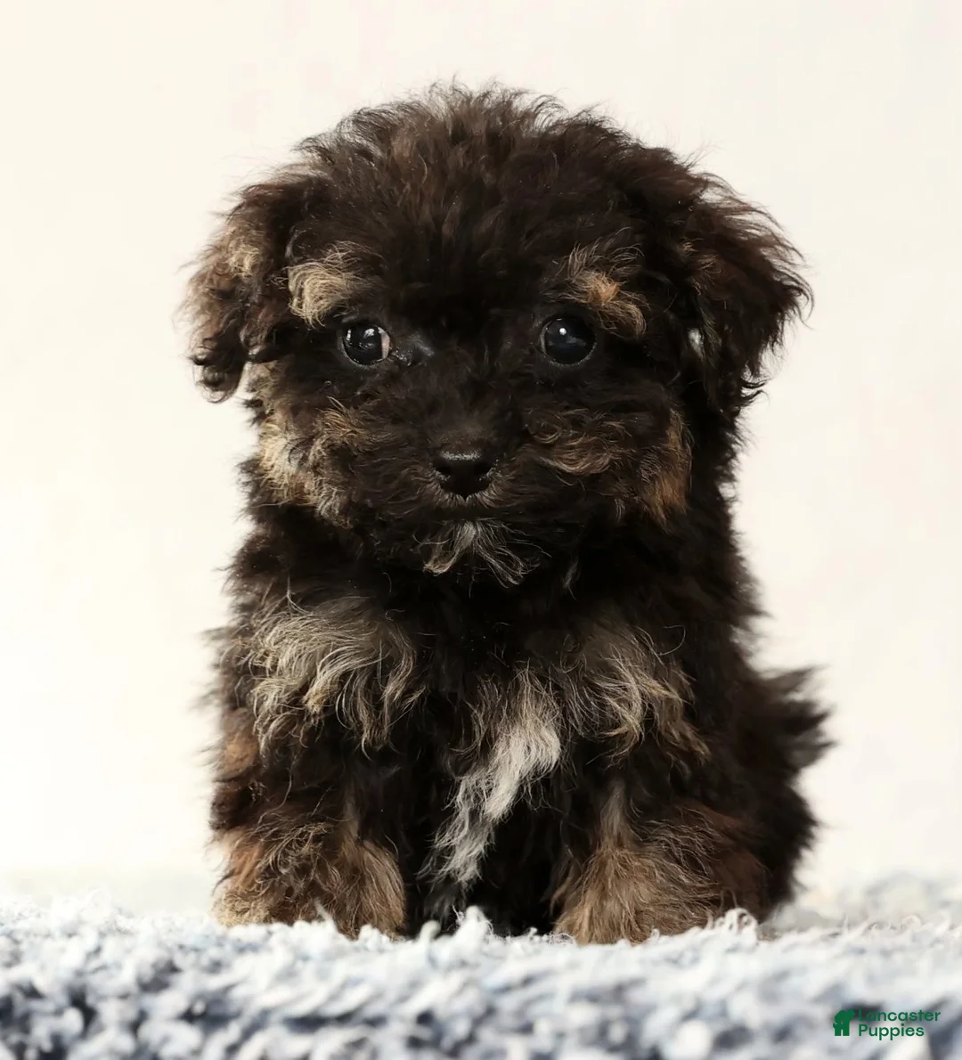 Havapoo dogs for sale: Polly - Ad 8