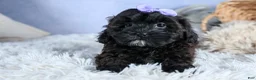 Shorkie dogs for sale: JESSIE - Ad 9