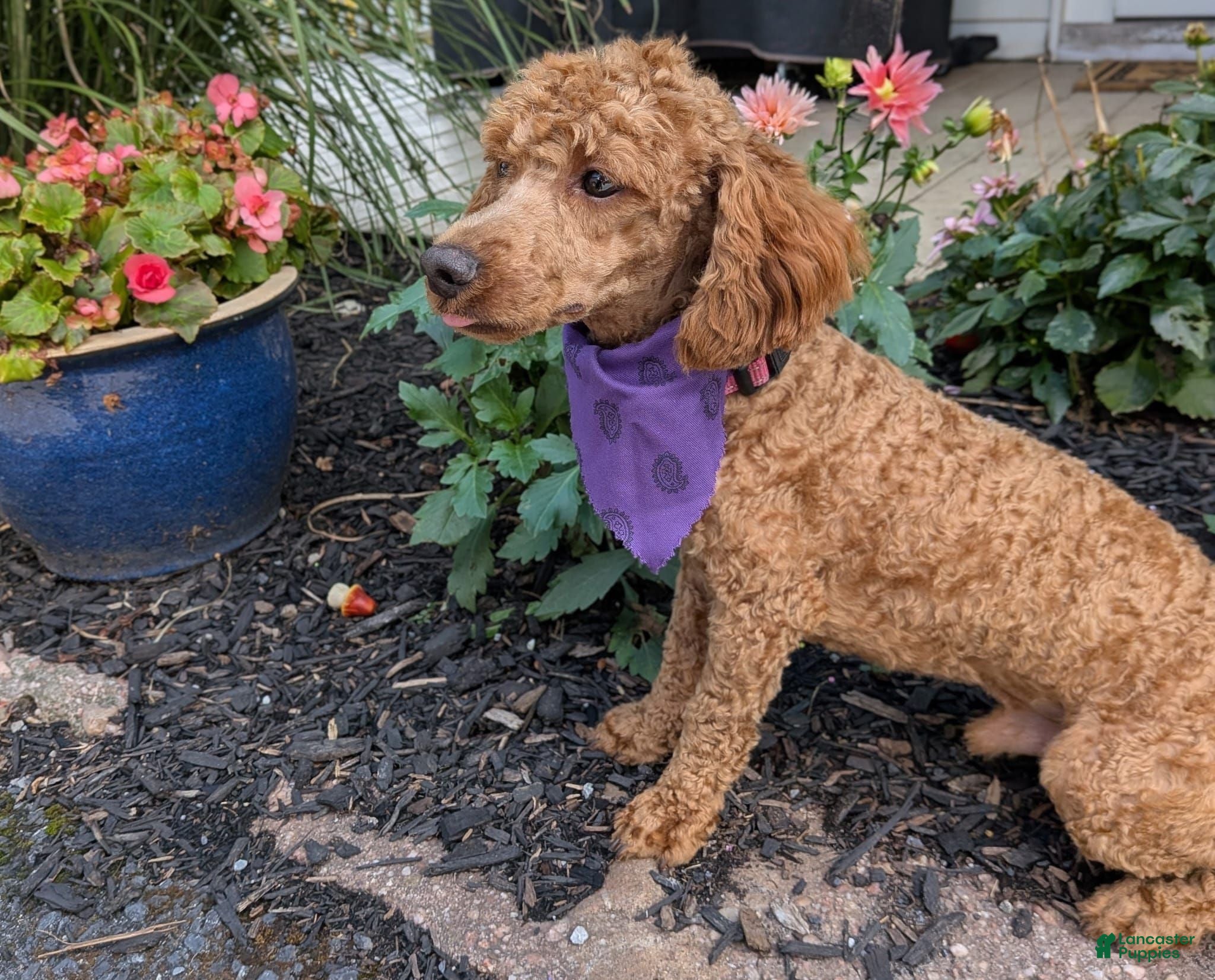 Miniature Poodle dogs Alex  aca  - Ad 2