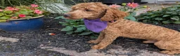 Miniature Poodle dogs for stud: Alex  aca  - Ad 2