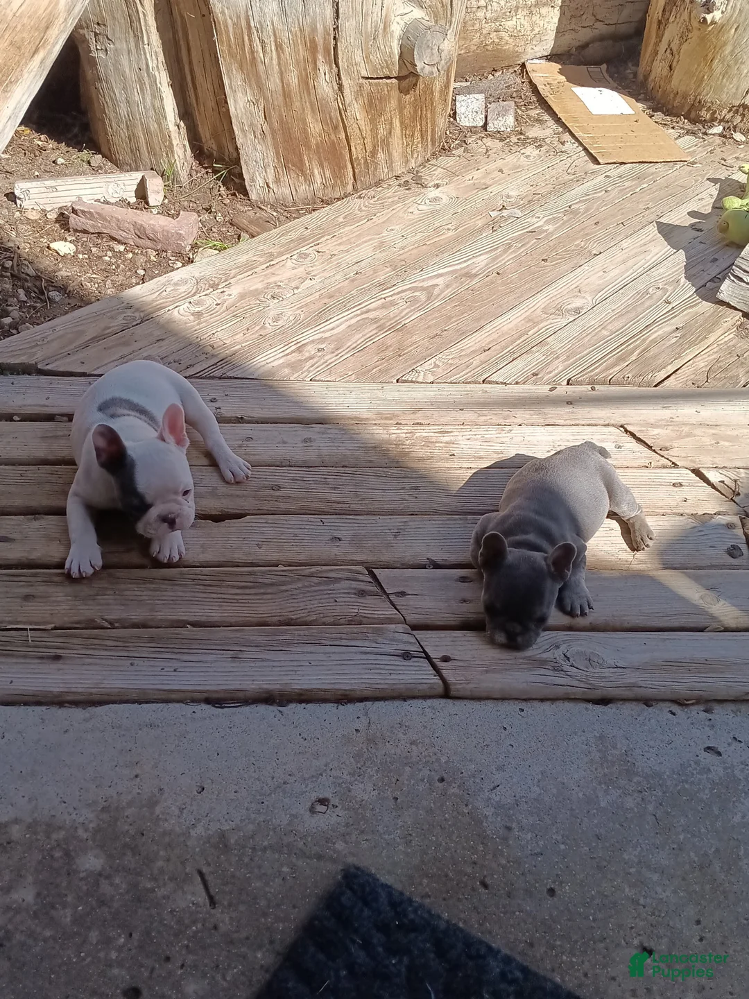 English Bulldog dogs for sale: English Bulldog Puppy 2 - Ad 5
