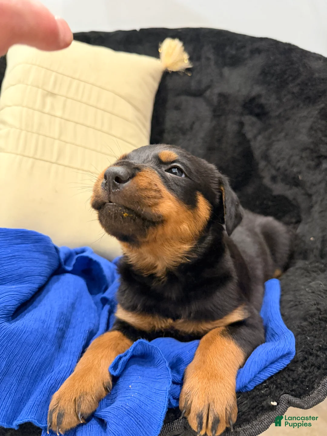 Rottweiler dogs for sale: Rottweiler Puppy 1 - Ad 22