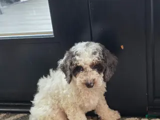 Mini Goldendoodle dogs Juno - Ad 31