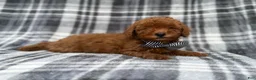 Cavapoo dogs for sale: Axel - Ad 4