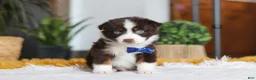Australian Shepherd dogs for sale: Sydney - Ad 1