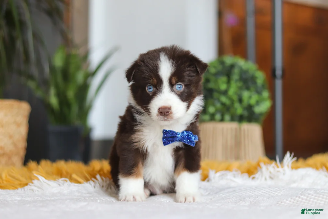 Australian Shepherd dogs for sale: Sydney - Ad 1