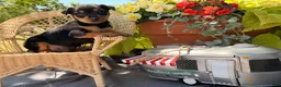 Miniature Pinscher dogs for sale: Kyle - Ad 4