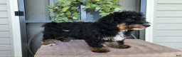 Mini Bernedoodle dogs for sale: Karly - Ad 10