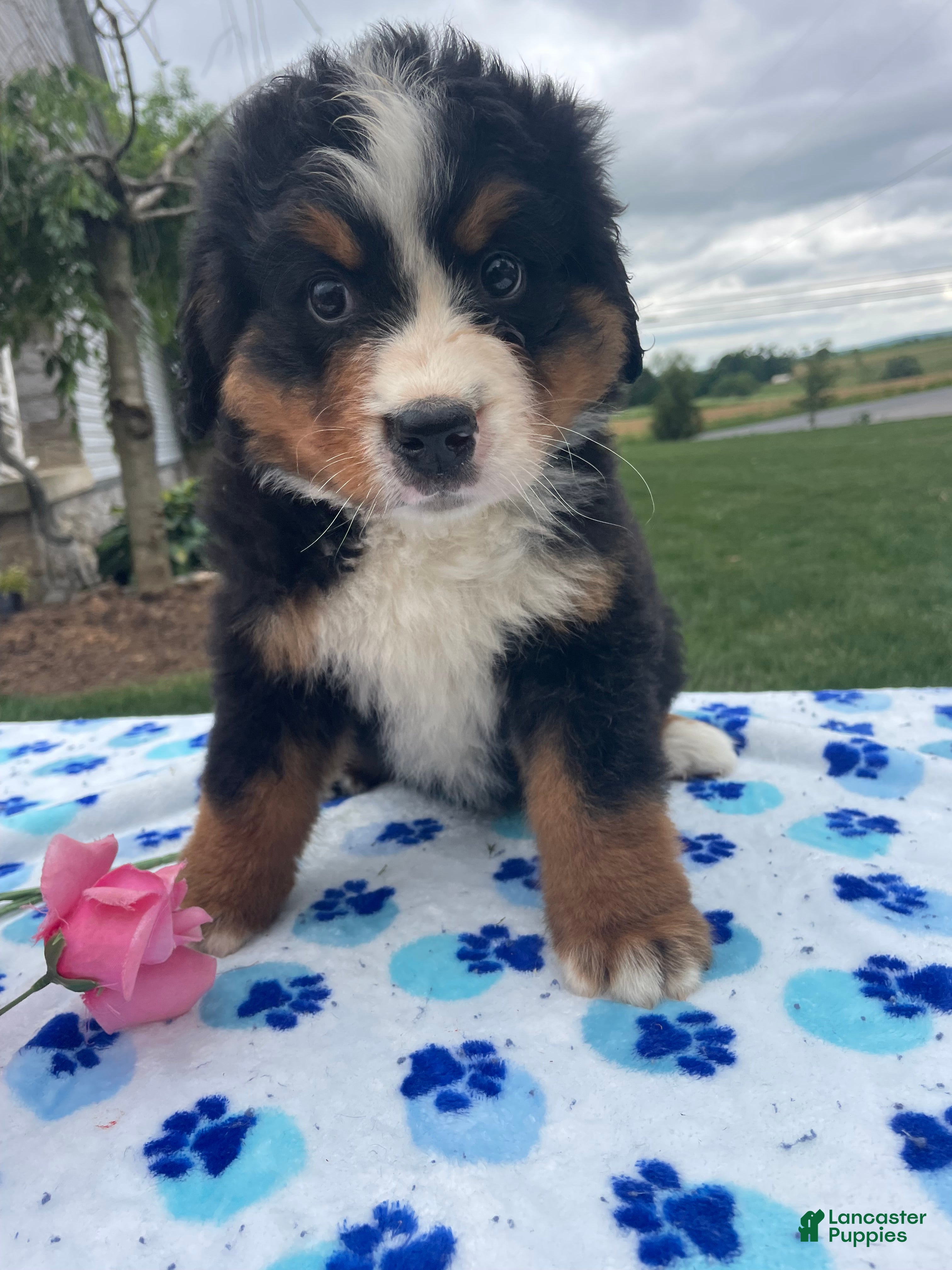 Bernese Mountain Dog dogs Bear - Ad 27