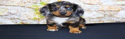 Miniature Dachshund dogs for sale: Avery - Ad 19