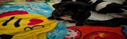 Puggle dogs for sale: Puggle Puppy 2 - Ad 3