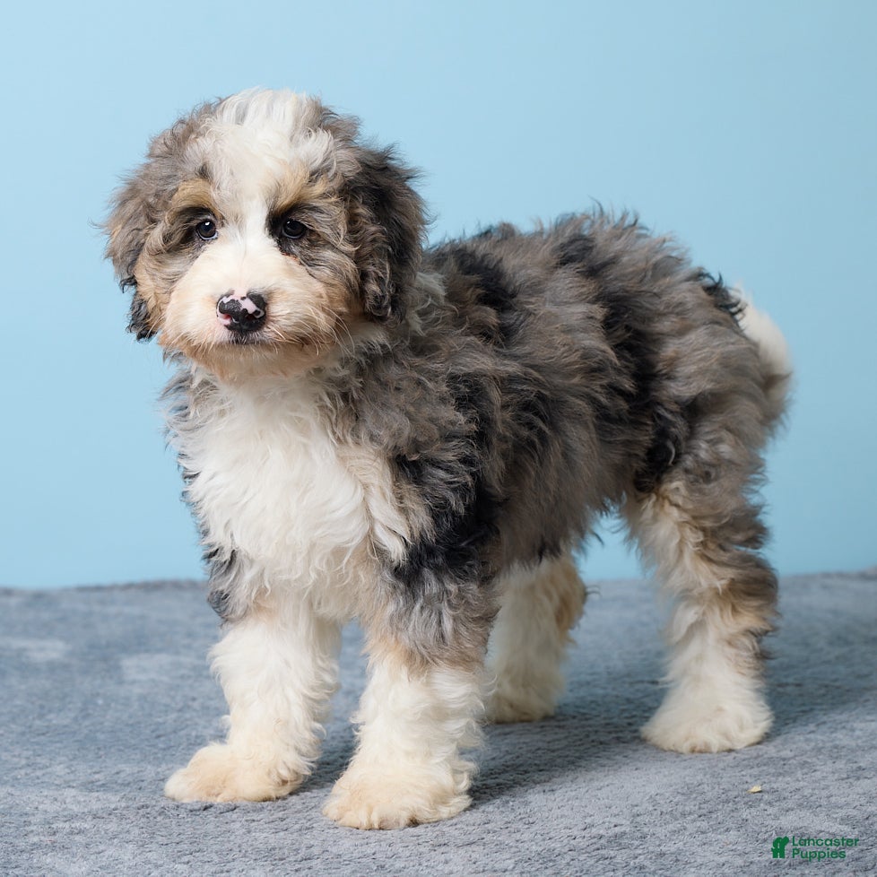 Mini Bernedoodle dogs Aspen  - Ad 2