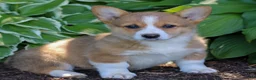 Welsh Corgi Pembroke dogs for sale: Kylie  - Ad 3