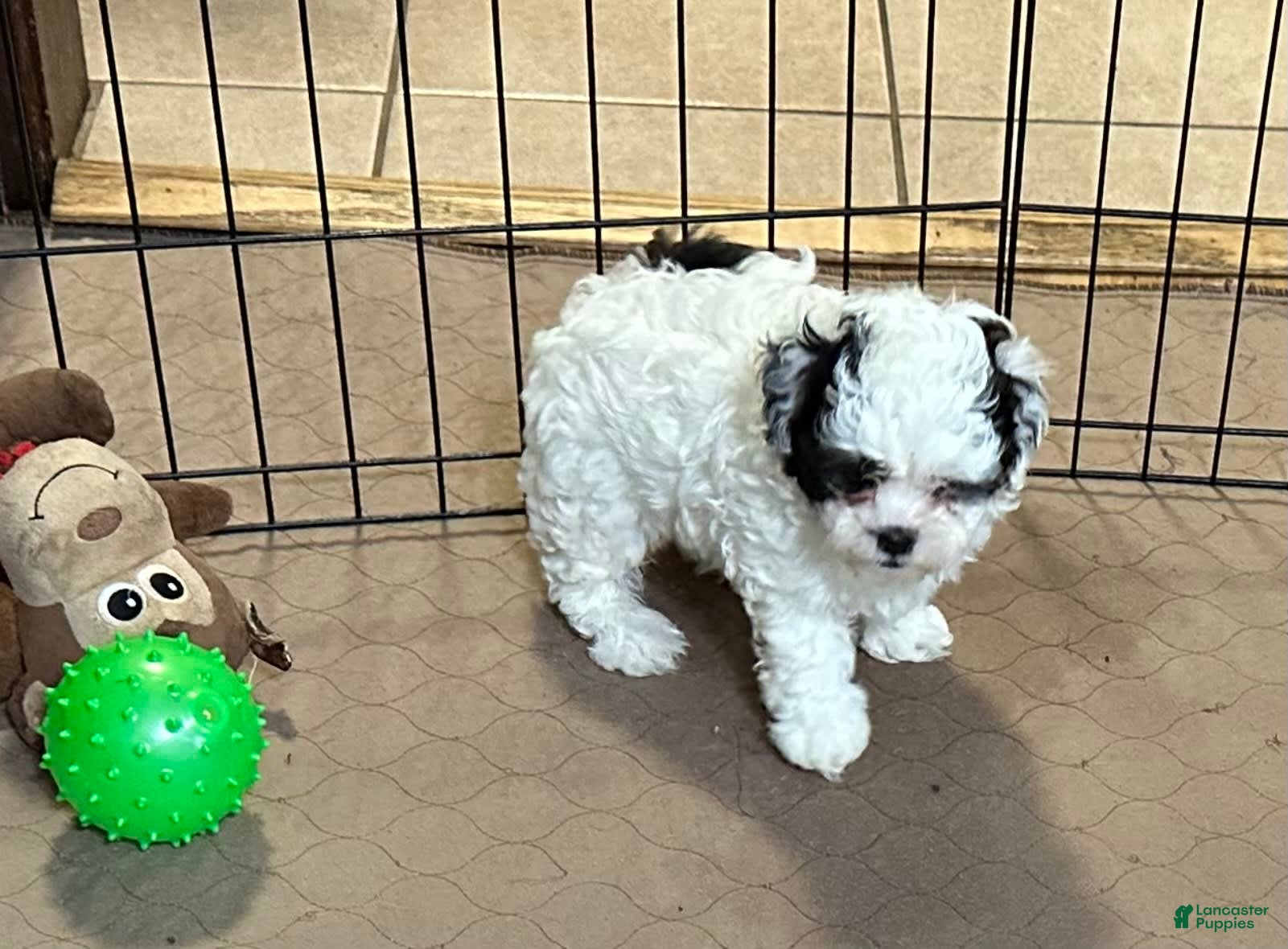 Shihpoo dogs Oreo - Ad 30