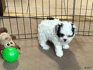 Shihpoo dogs Oreo - Ad 42
