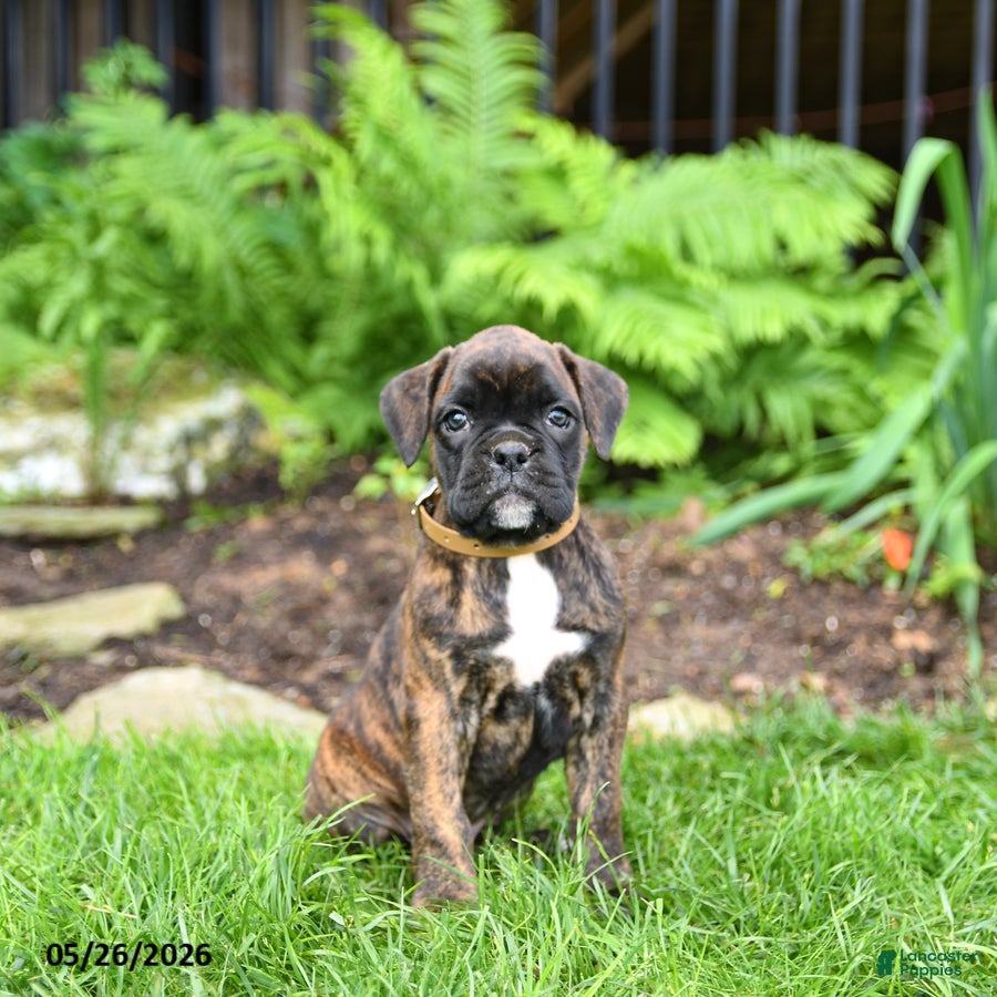 Boxer dogs Betty   - Ad 2