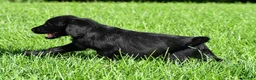 Labradoodle dogs for sale: Leo - Ad 3