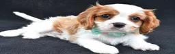 Cavalier King Charles Spaniel dogs for sale: Rex - Ad 8