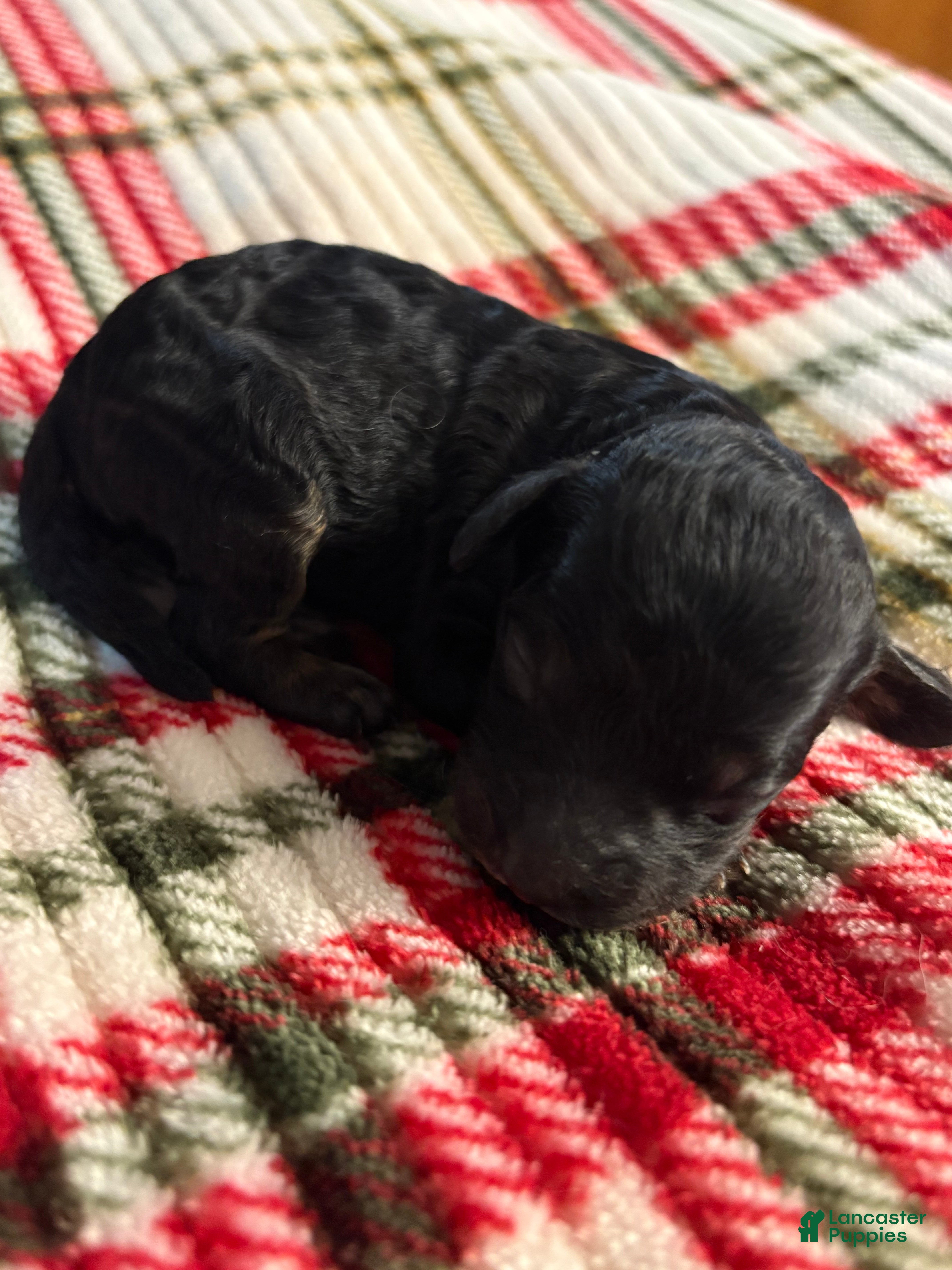 Mixed Breed dogs  Puppy 6 - Ad 17