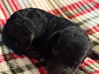 Mixed Breed dogs Puppy 6 - Ad 18