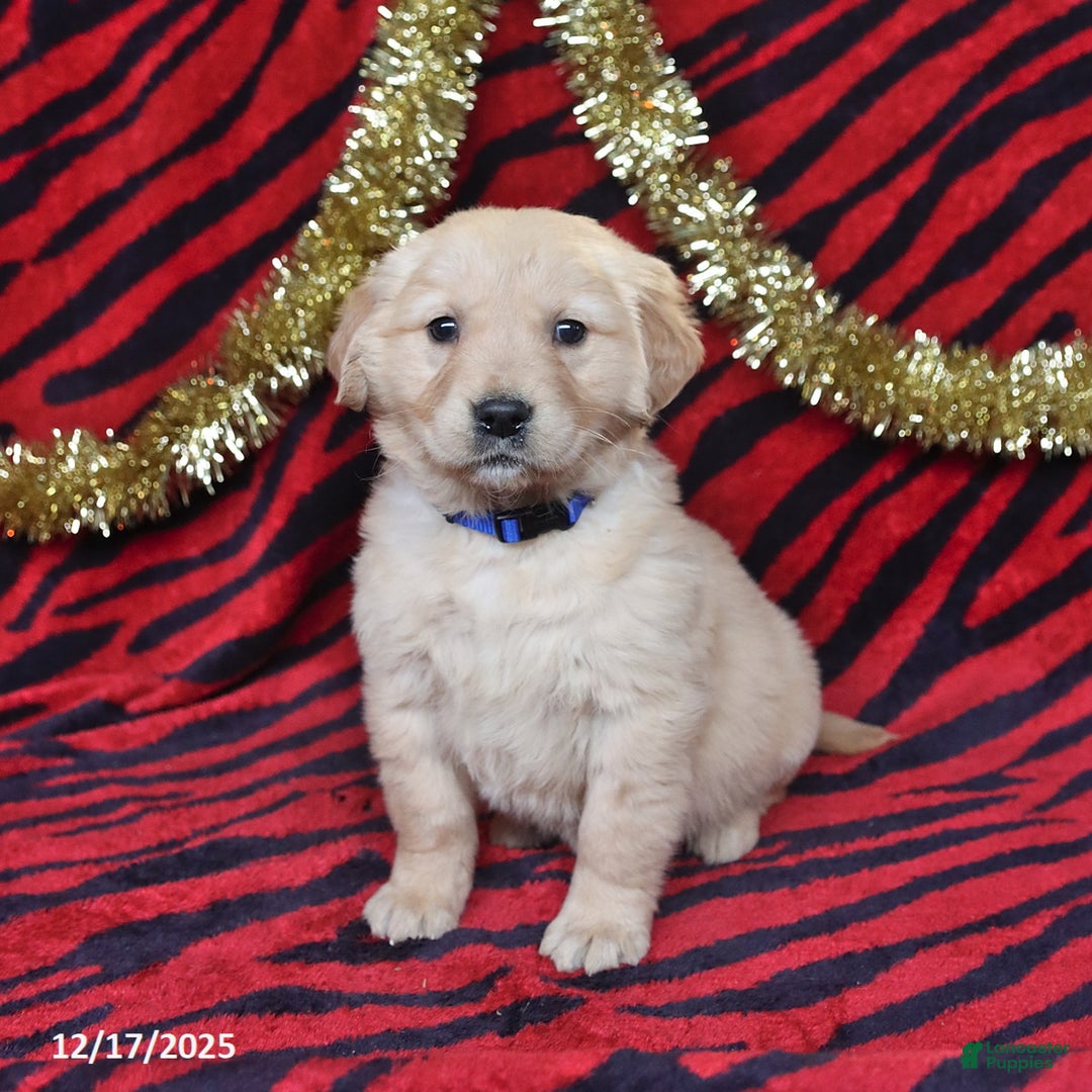 Golden Retriever dogs for sale: Rose  - Ad 1