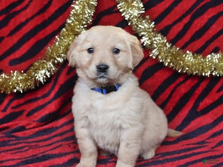 Golden Retriever dogs Rose - Ad 16