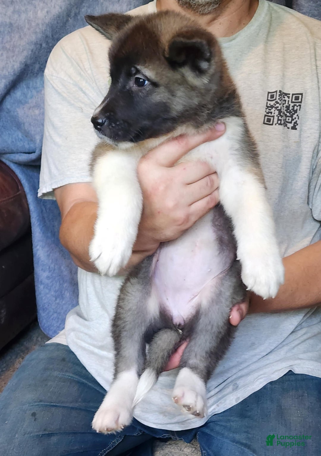 Akita dogs for sale: Akita Puppy Girl 5 - Ad 30