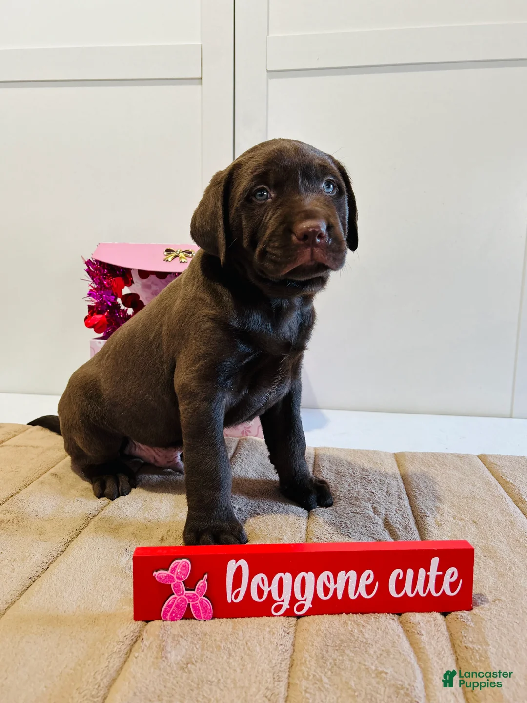 Labrador Retriever dogs for sale: Kobe - Ad 8