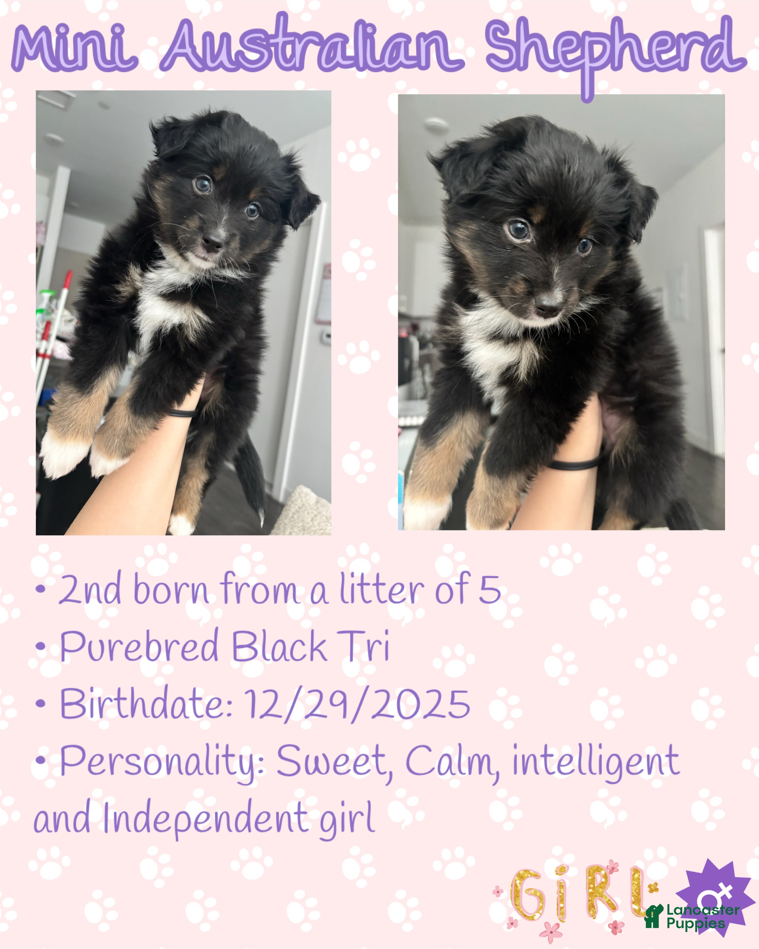 Miniature Australian Shepherd dogs Miniature Australian Shepherd Puppy 1 - Ad 18