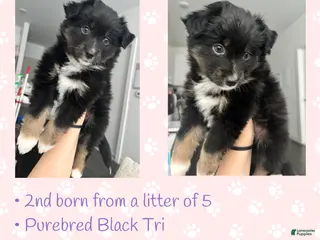 Miniature Australian Shepherd dogs Miniature Australian Shepherd Puppy 1 - Ad 18