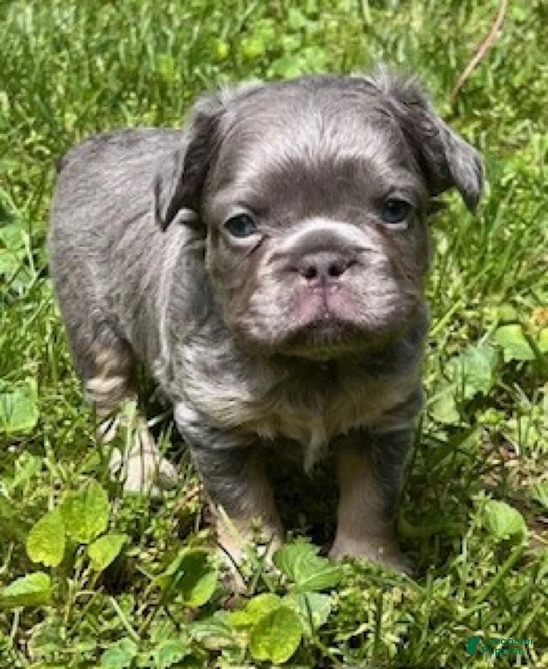 French Bulldog dogs for sale: Oscar - Ad 2