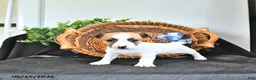 Jack Russell Terrier dogs for sale: Tessie - Ad 3