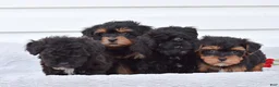 Yorkiepoo dogs for sale: Reba - Ad 4