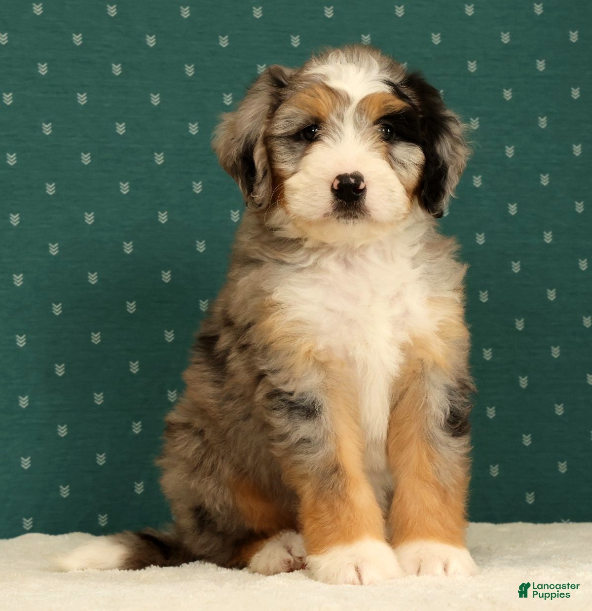 Mini Bernedoodle dogs Ollie - Ad 1