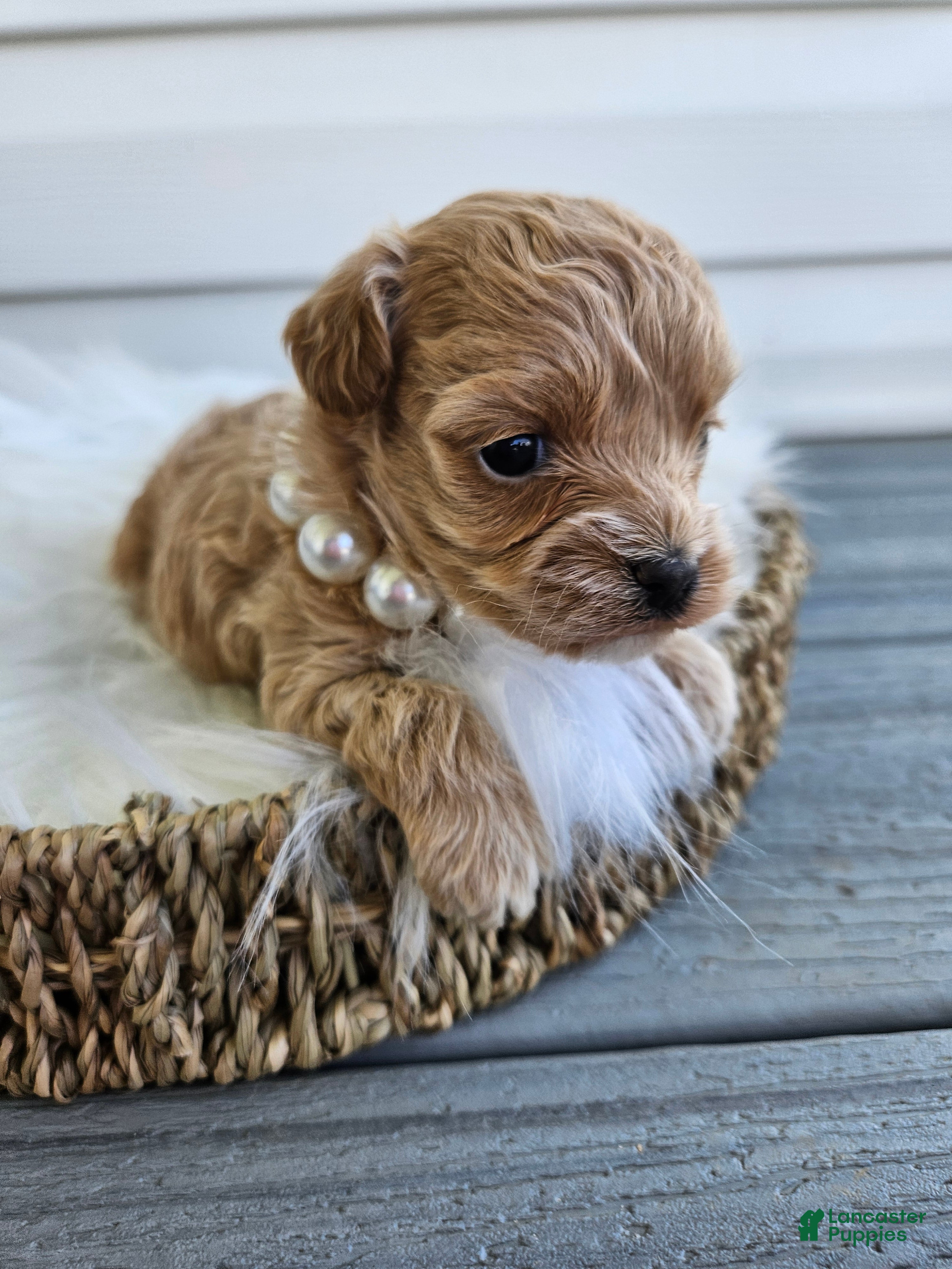 Cavapoo dogs Dolly - Ad 29