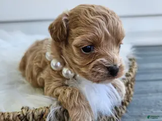 Cavapoo dogs Dolly - Ad 29