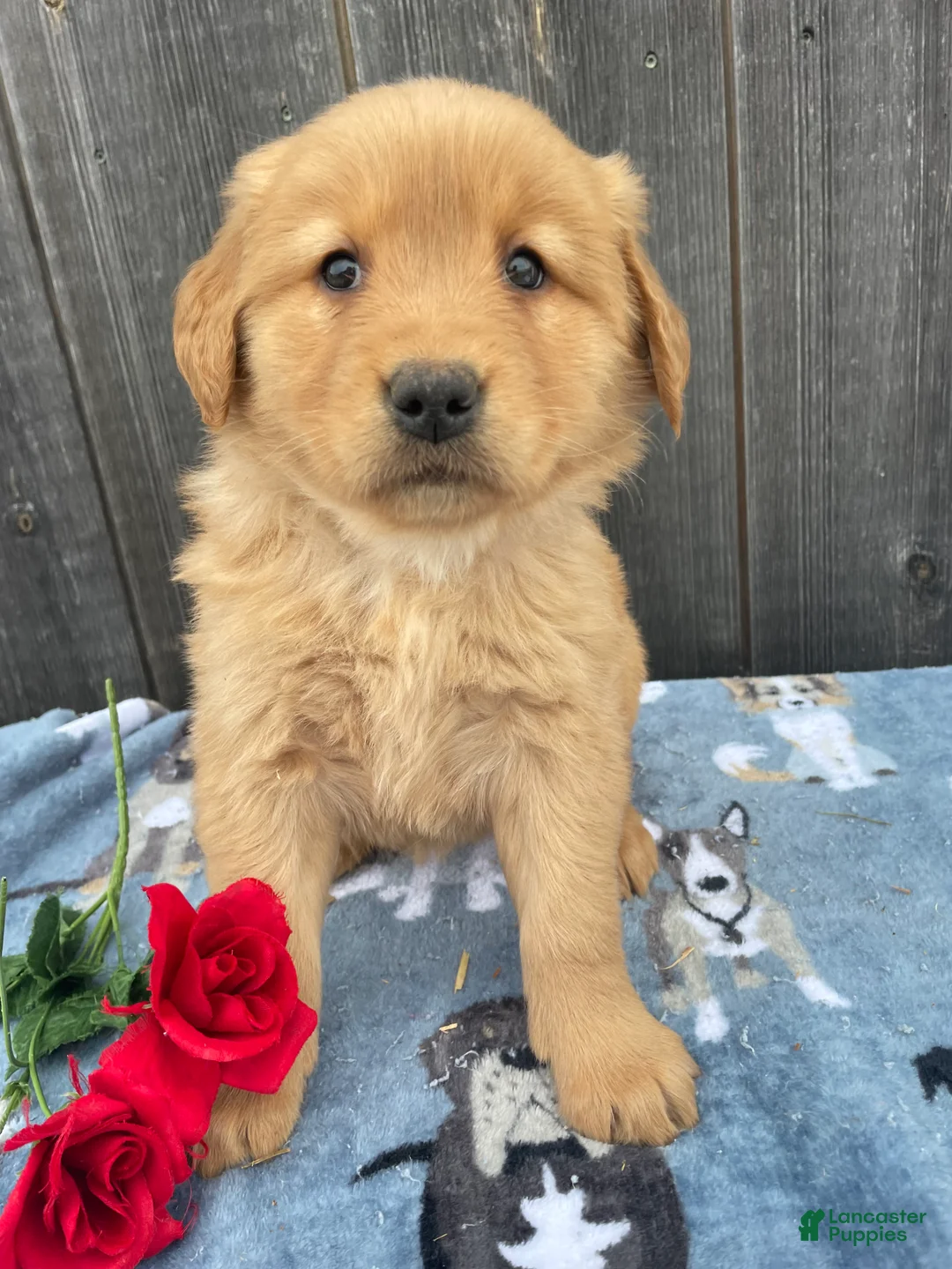 Golden Retriever dogs for sale: Honey - Ad 2