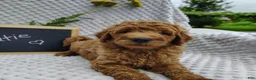 Mini Goldendoodle dogs for sale: Cutie boy - Ad 1